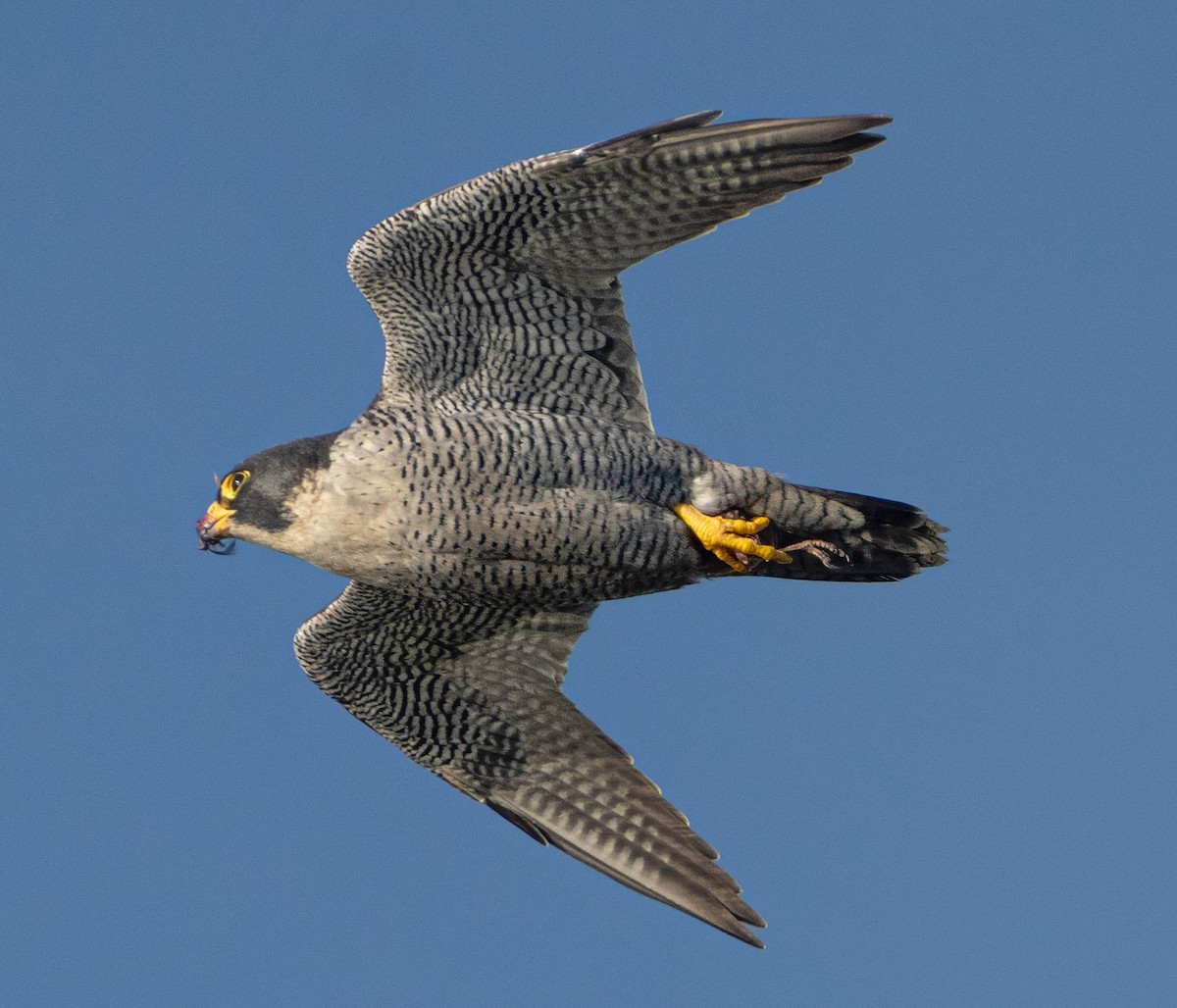 Peregrine Falcon - ML647682885