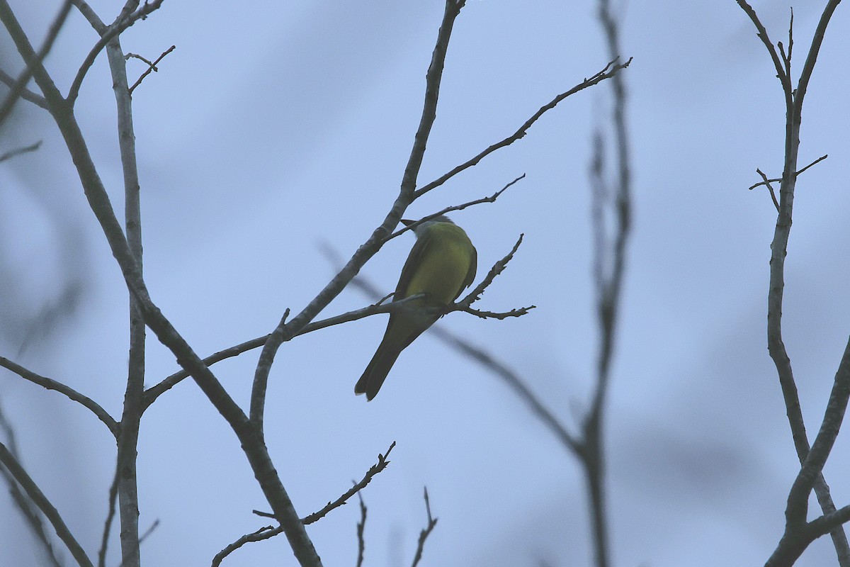 Couch's Kingbird - ML647682943