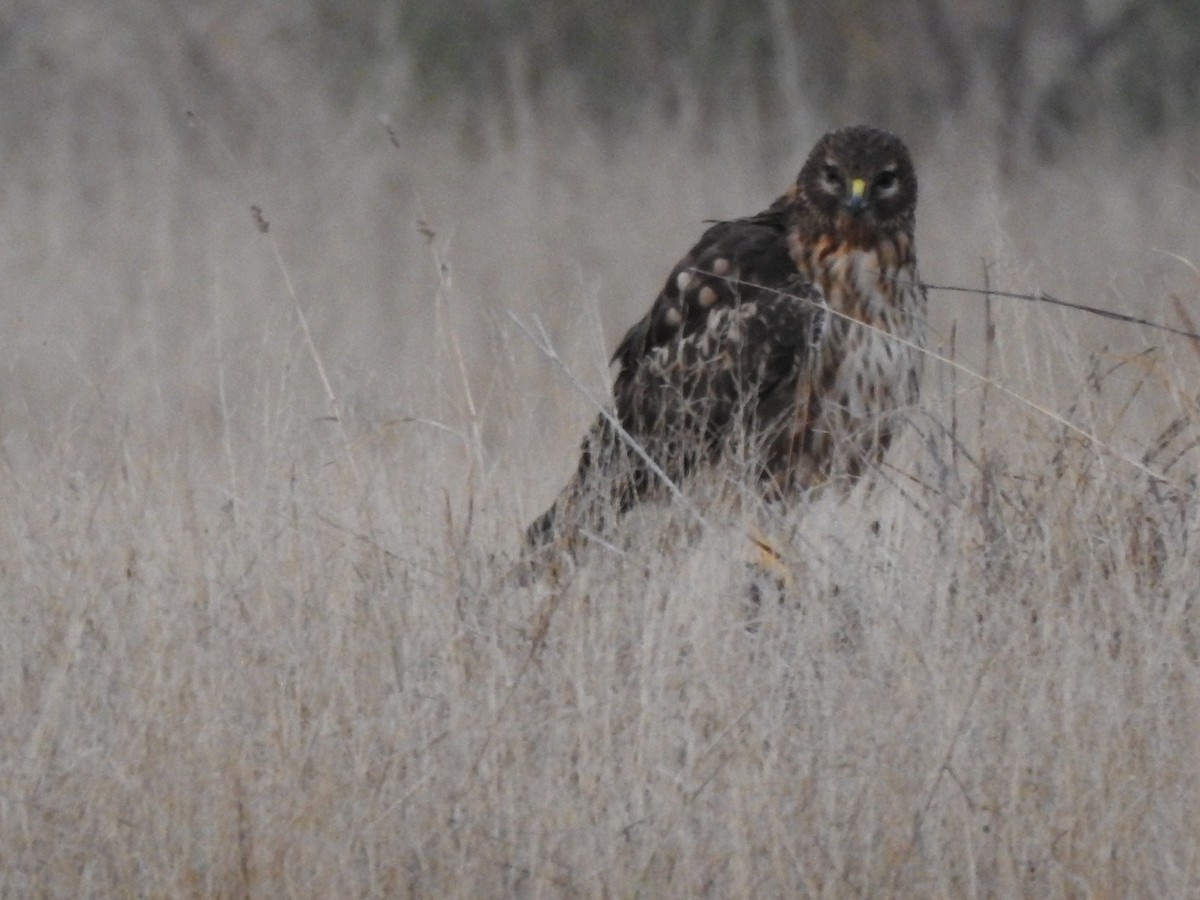 Northern Harrier - ML647682944