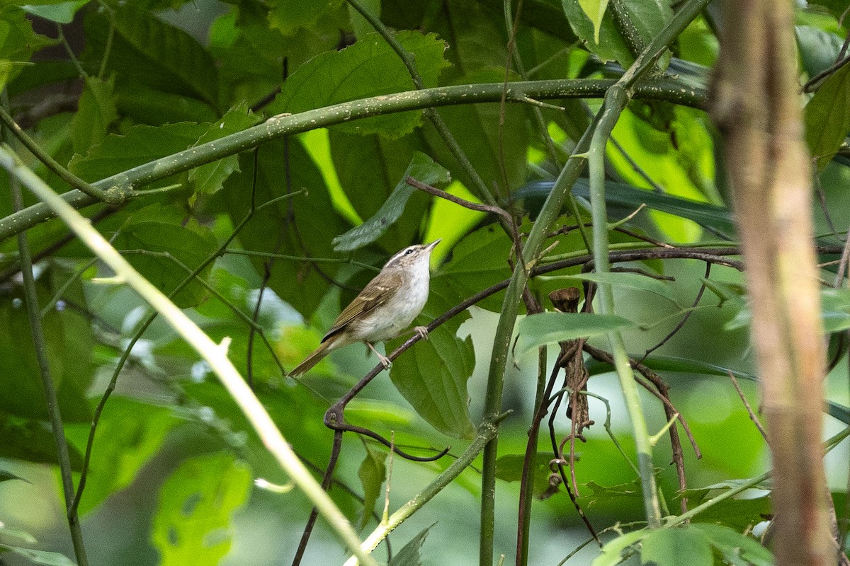 庫頁島柳鶯 - ML647682945