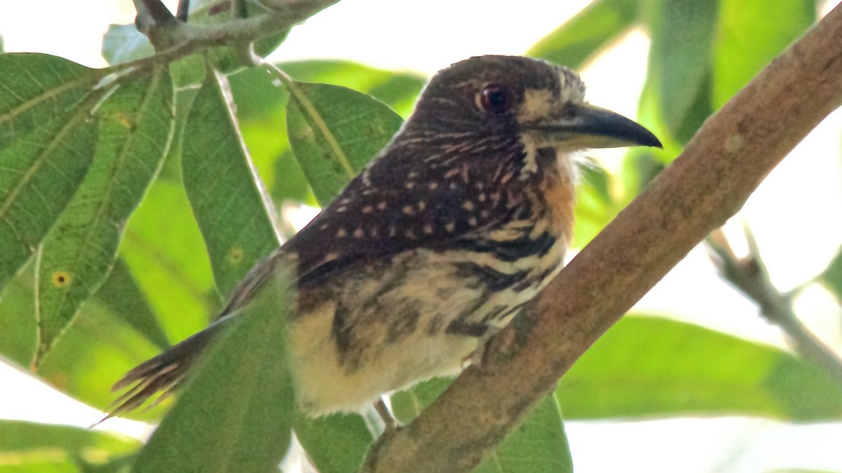 White-whiskered Puffbird - ML647682947