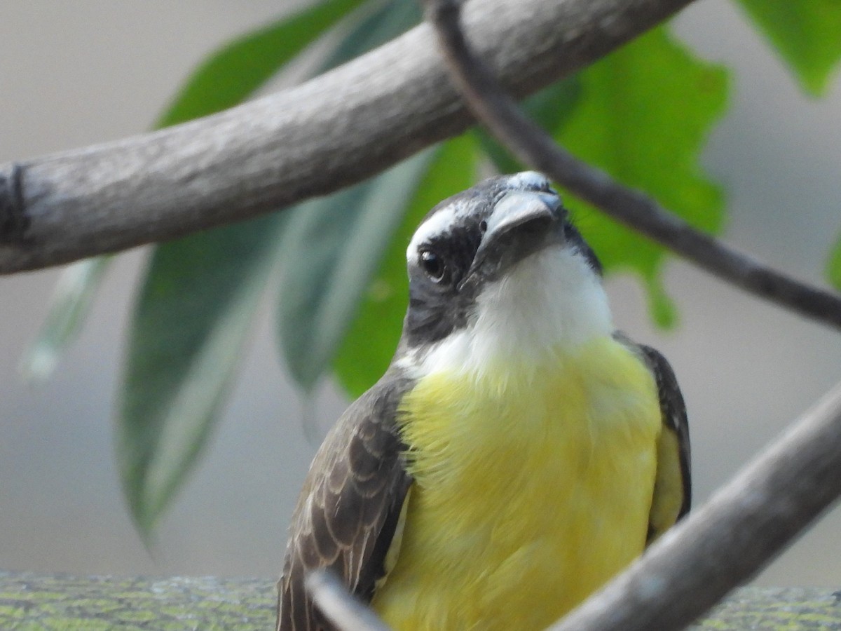 Boat-billed Flycatcher - ML647682949