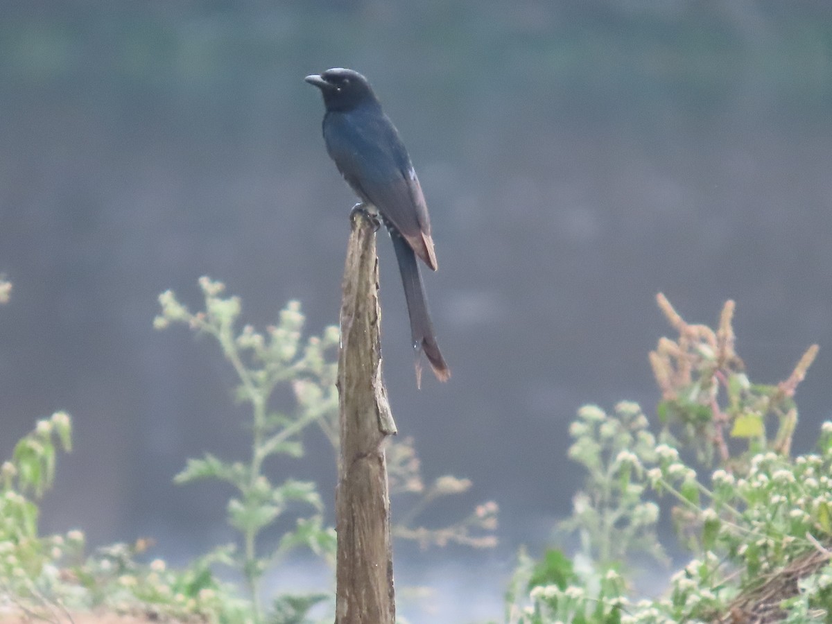 大卷尾 - ML647682950