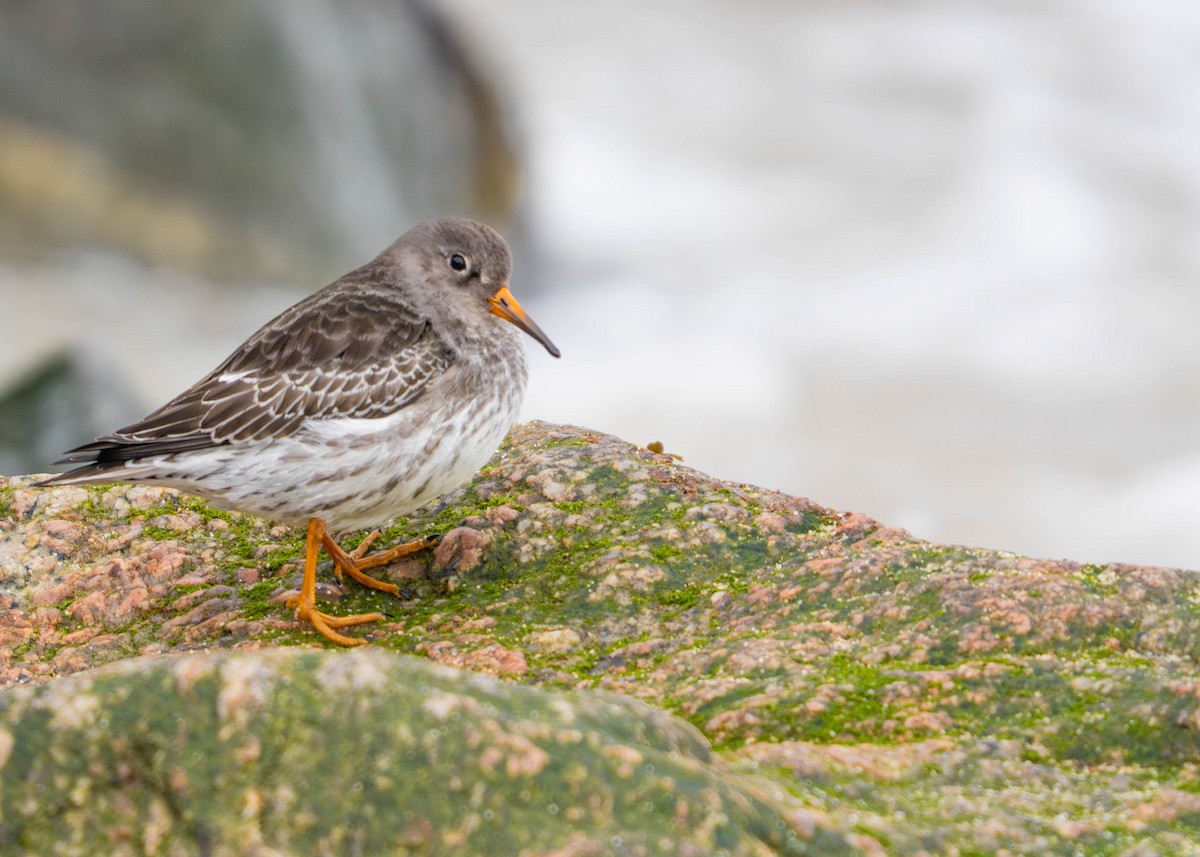 Purple Sandpiper - ML647682954
