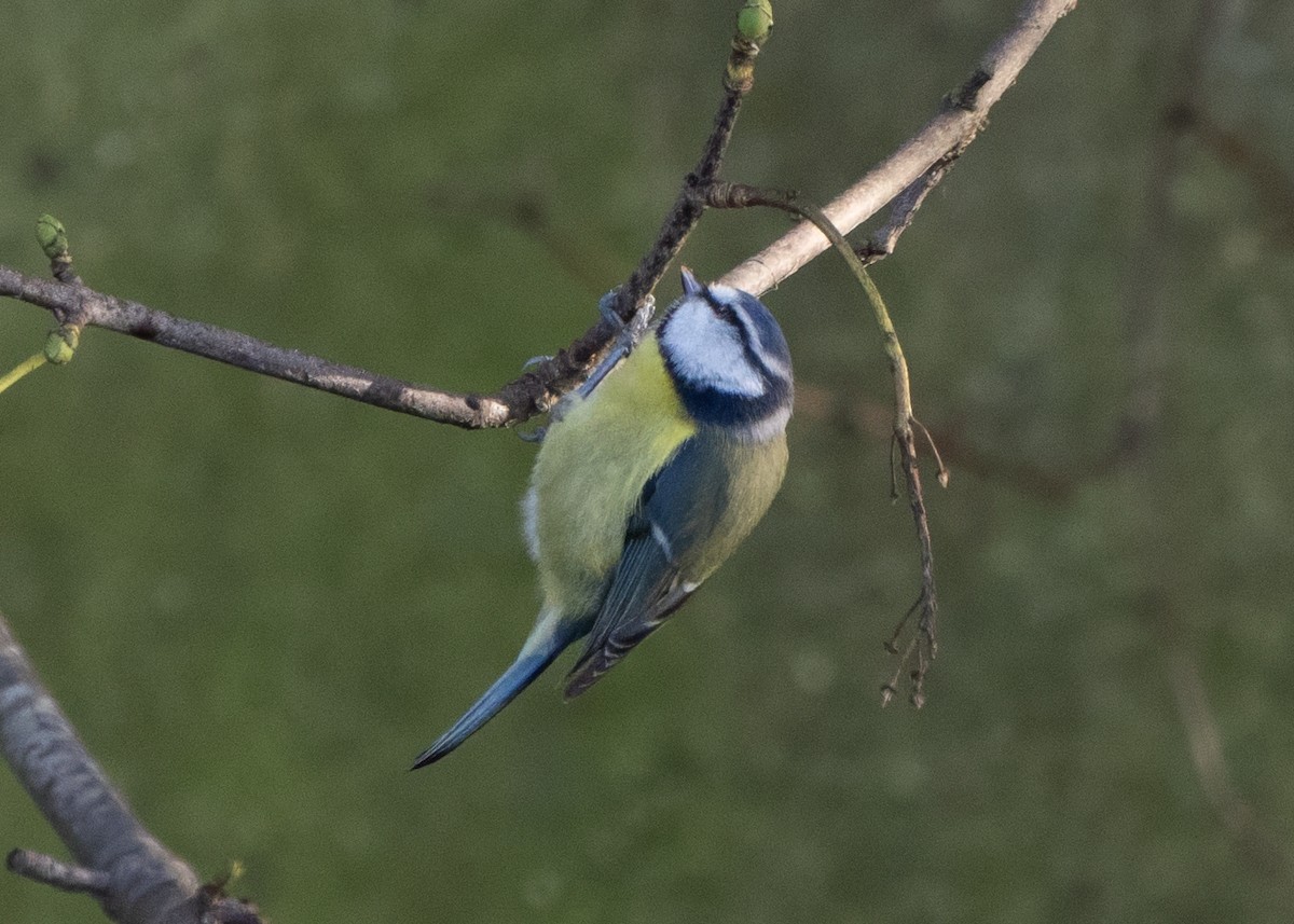 Eurasian Blue Tit - ML647682955