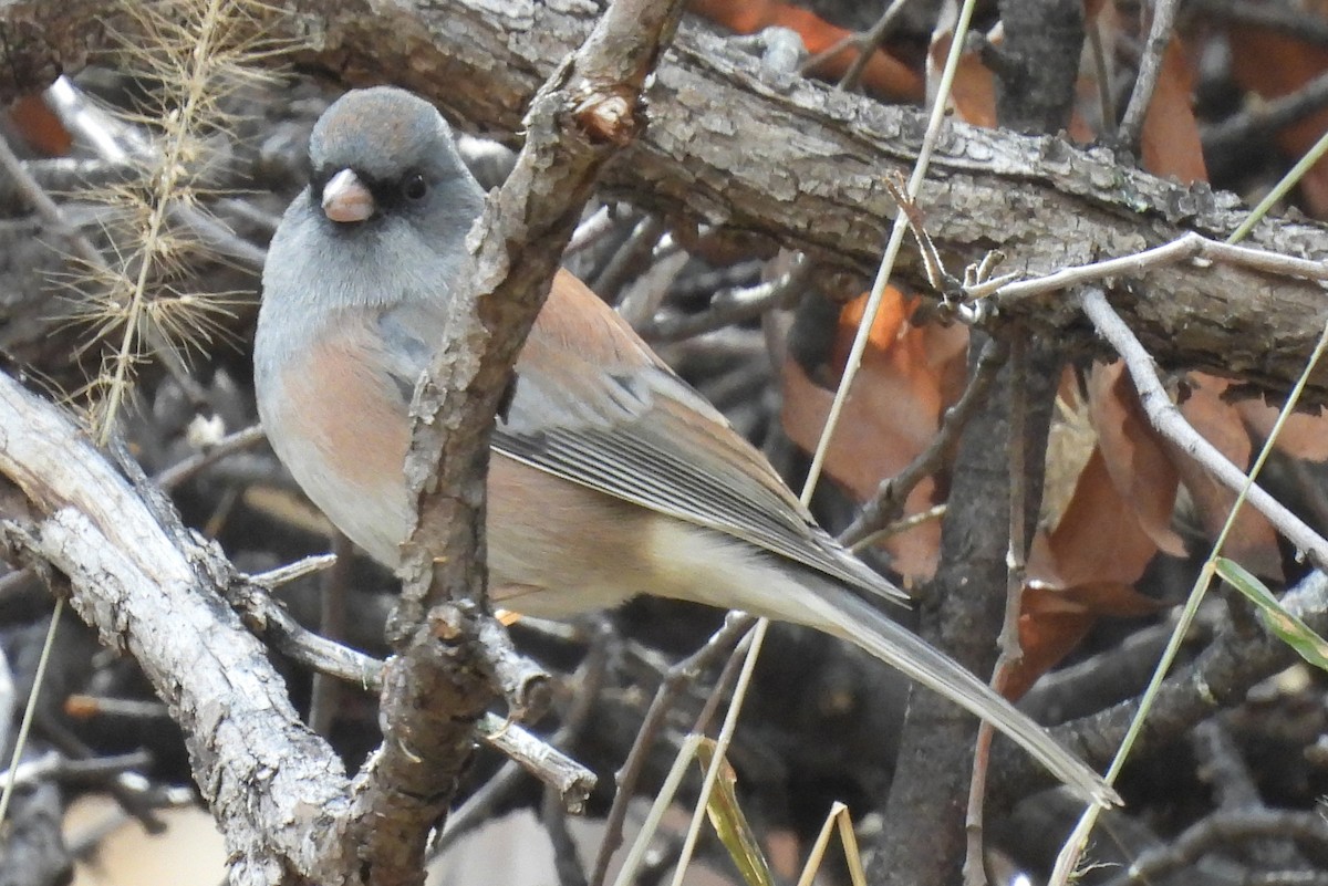 Dark-eyed Junco (Pink-sided) - ML647682956