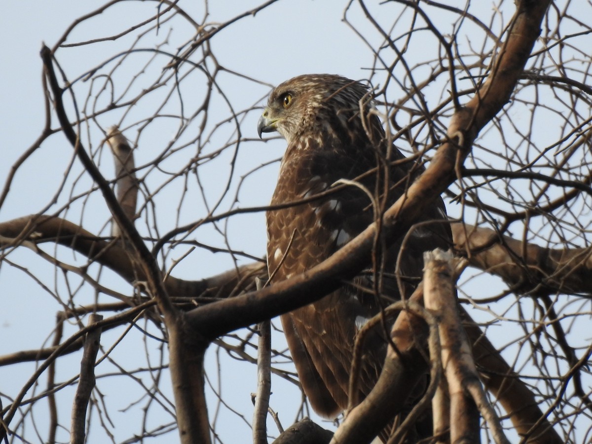 Cooper's Hawk - ML647682957