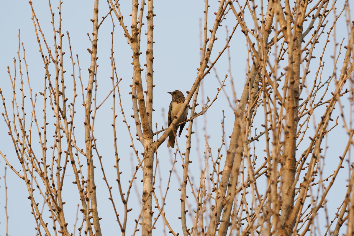 黑頸鶇 - ML647682963