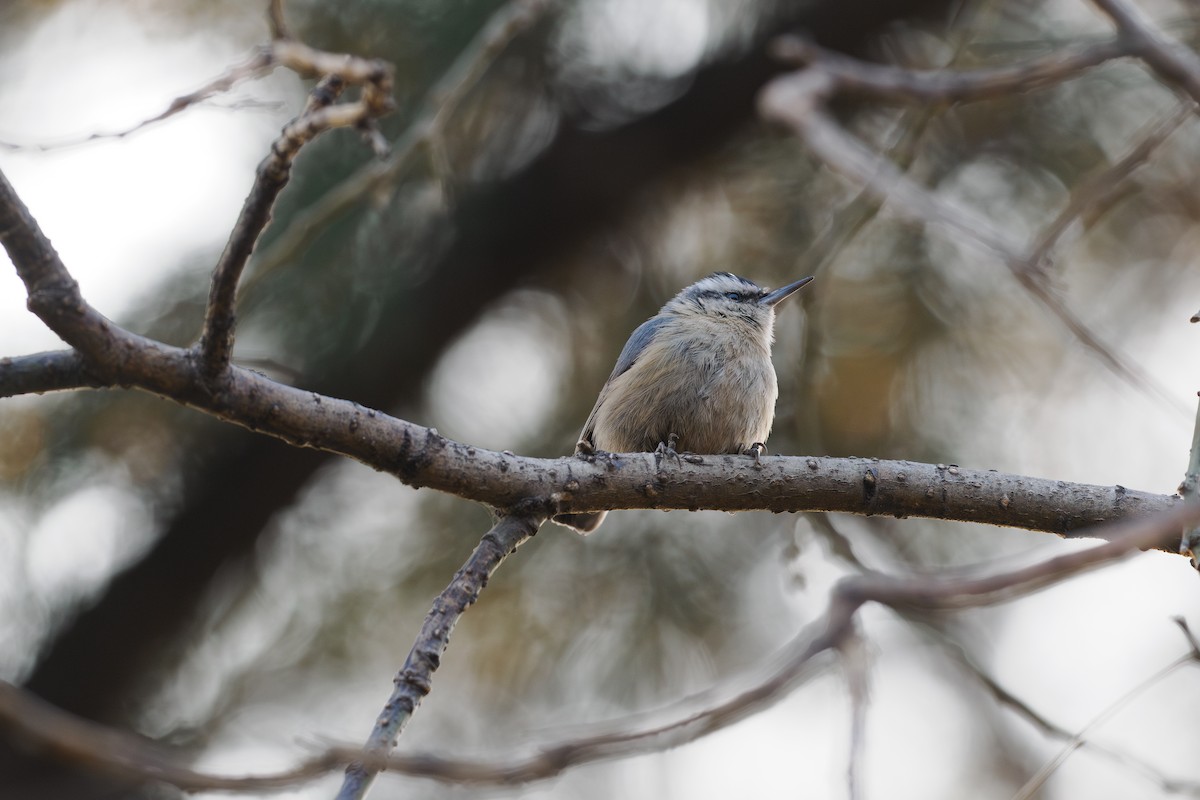 Snowy-browed Nuthatch - ML647682966
