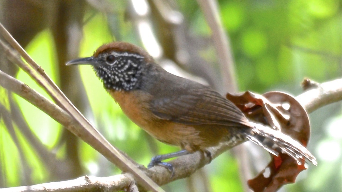 Rufous-breasted Wren - ML647682968