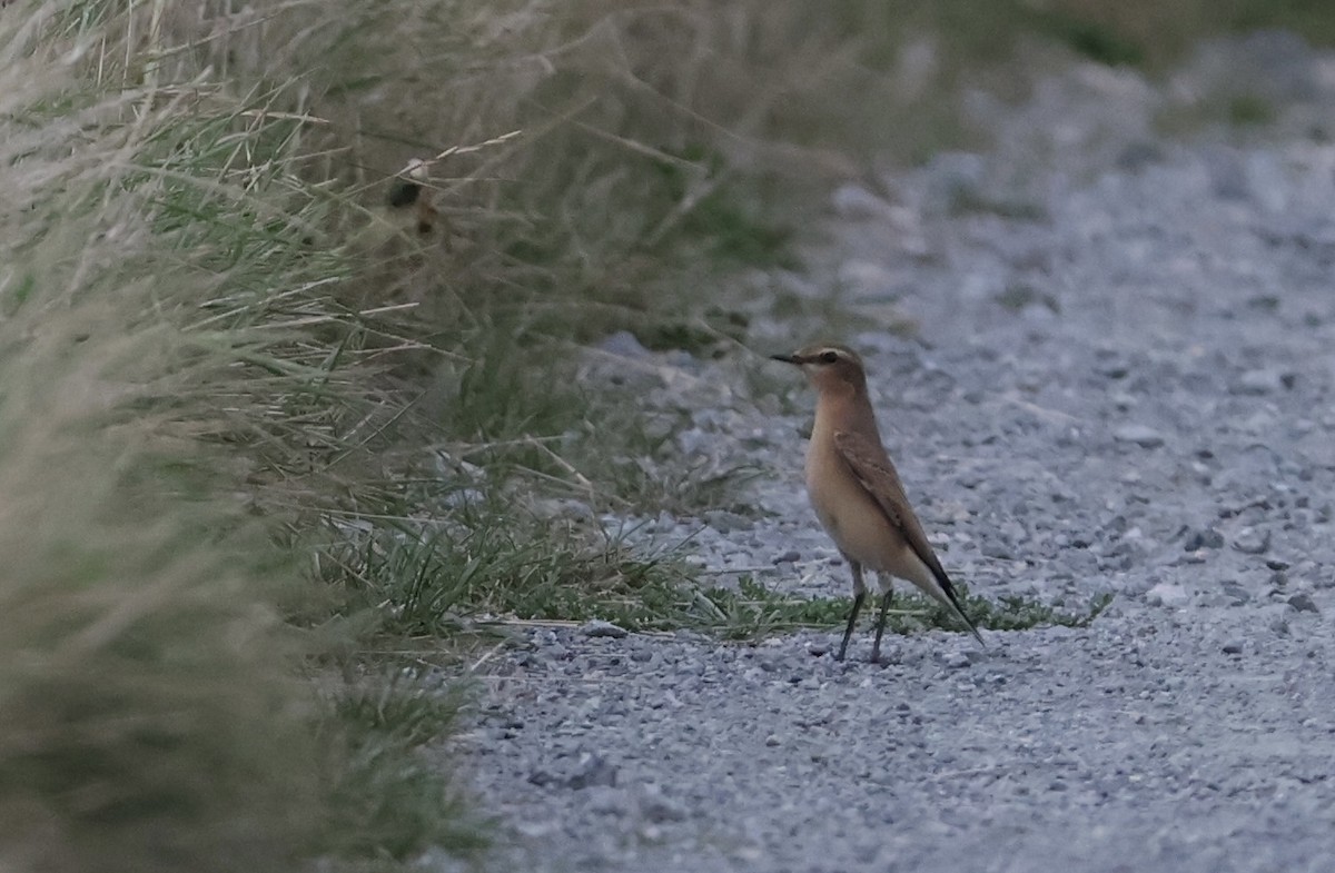 穗䳭 - ML647682970