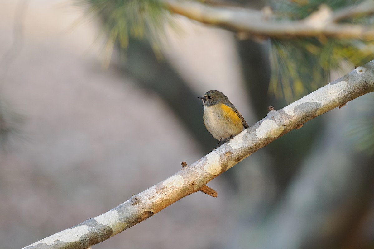 藍尾鴝 - ML647682975