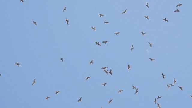 European Honey-buzzard - ML647682978