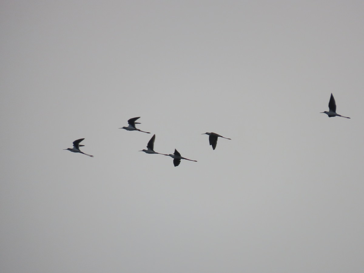 高蹺鴴 - ML647682980