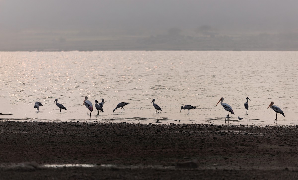 Painted Stork - ML647682982