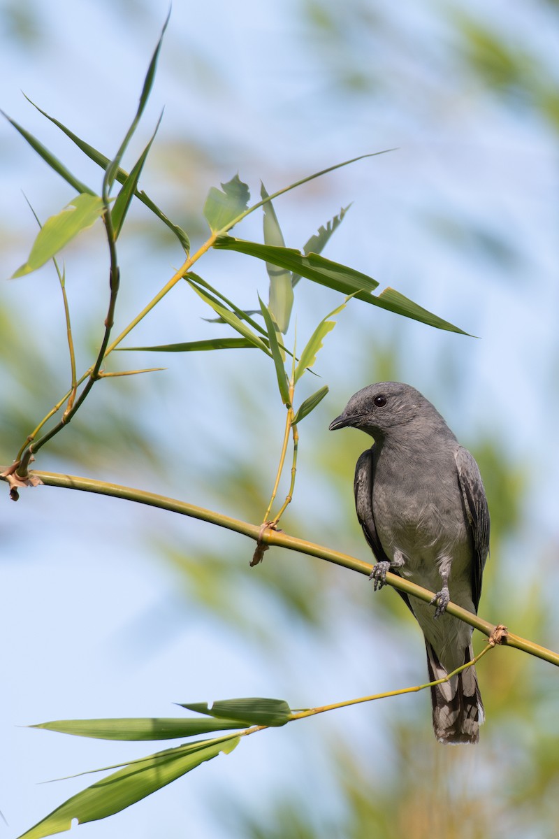 花翅山椒鳥 - ML647682984