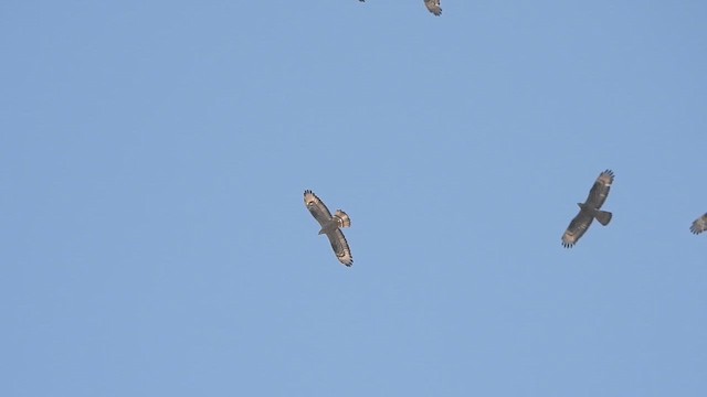 European Honey-buzzard - ML647682987