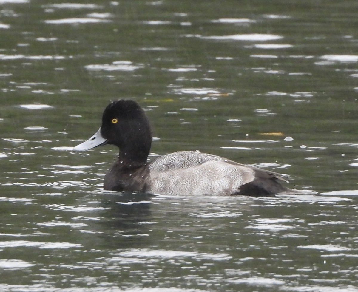 小斑背潛鴨 - ML647682990