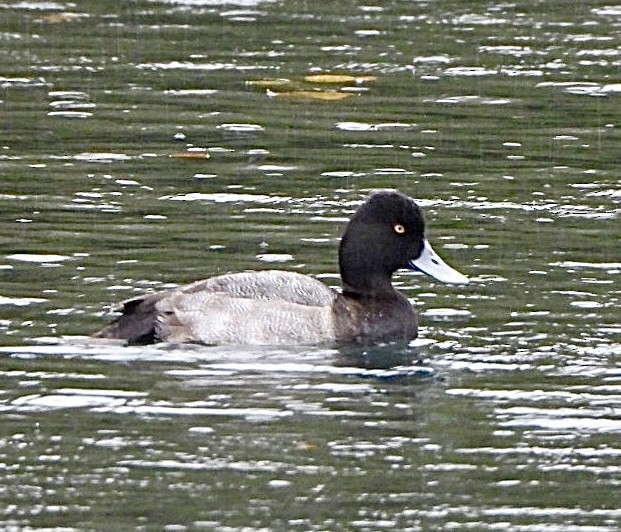 小斑背潛鴨 - ML647682991