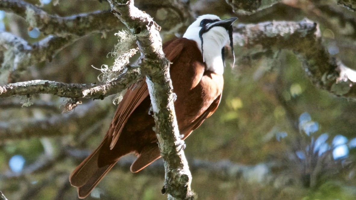 Three-wattled Bellbird - ML647683010
