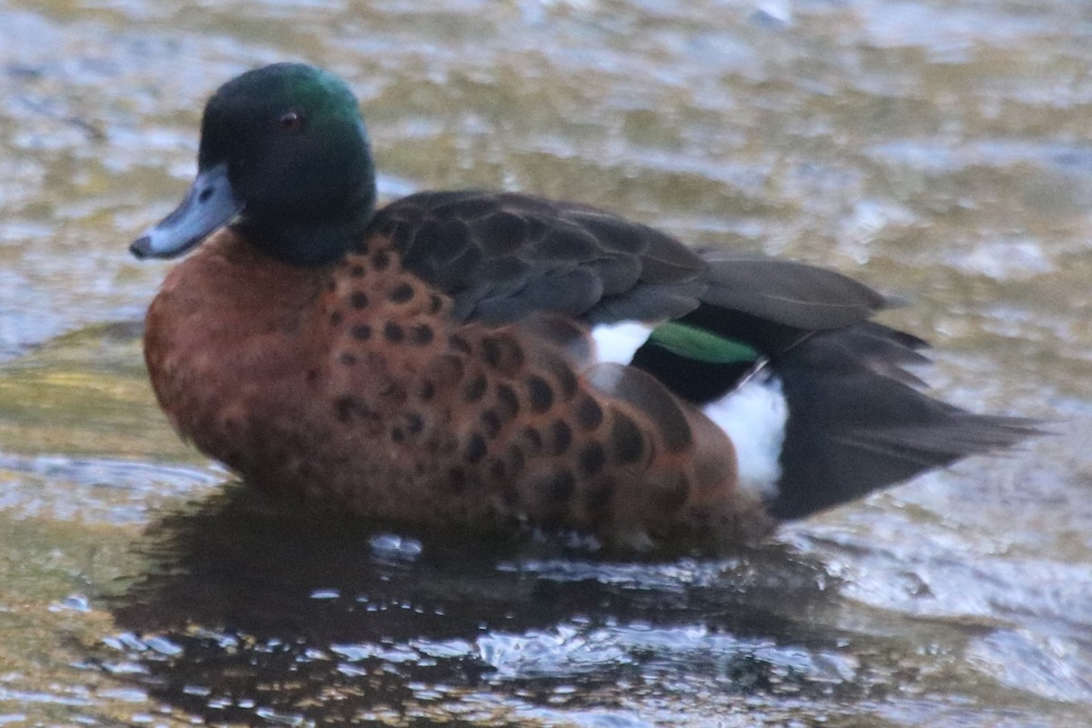 Chestnut Teal - ML647683034