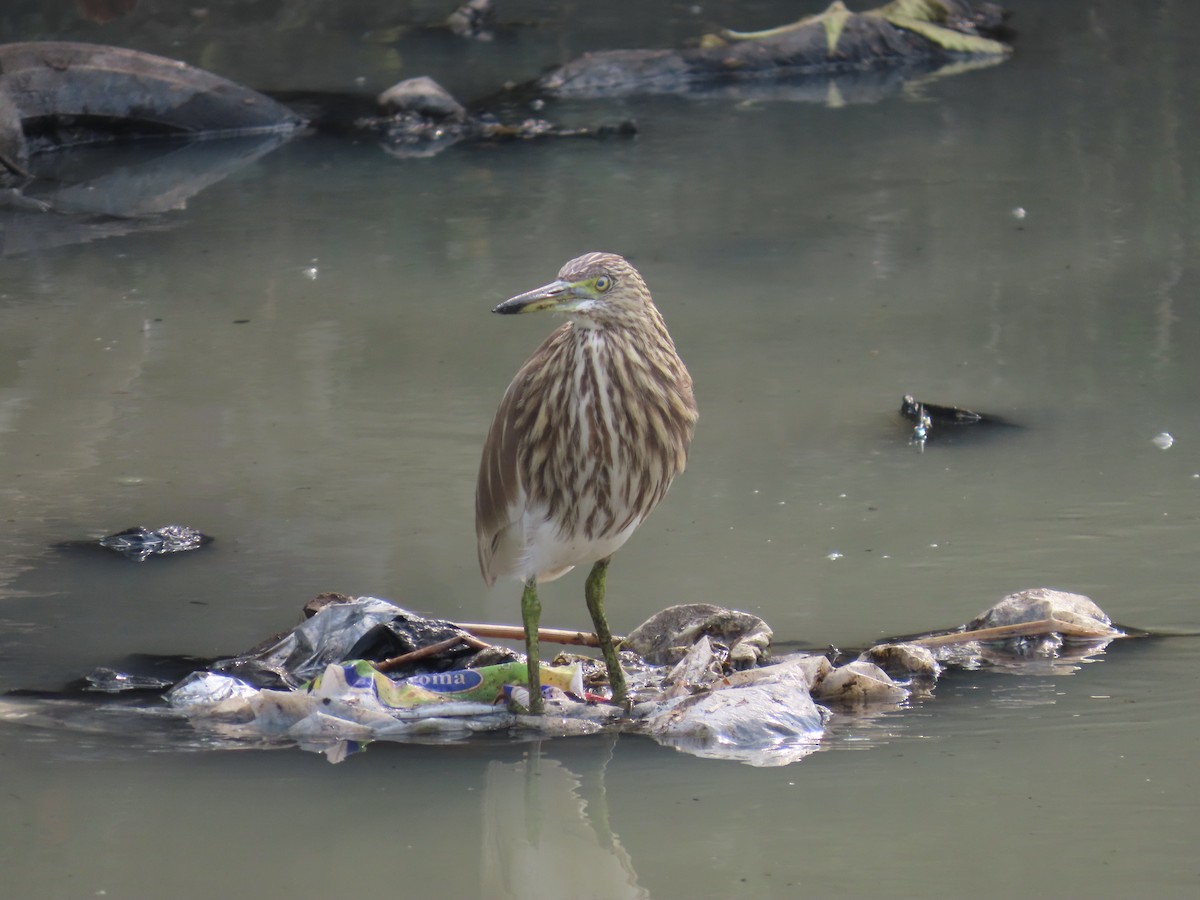 Indian Pond-Heron - ML647683066