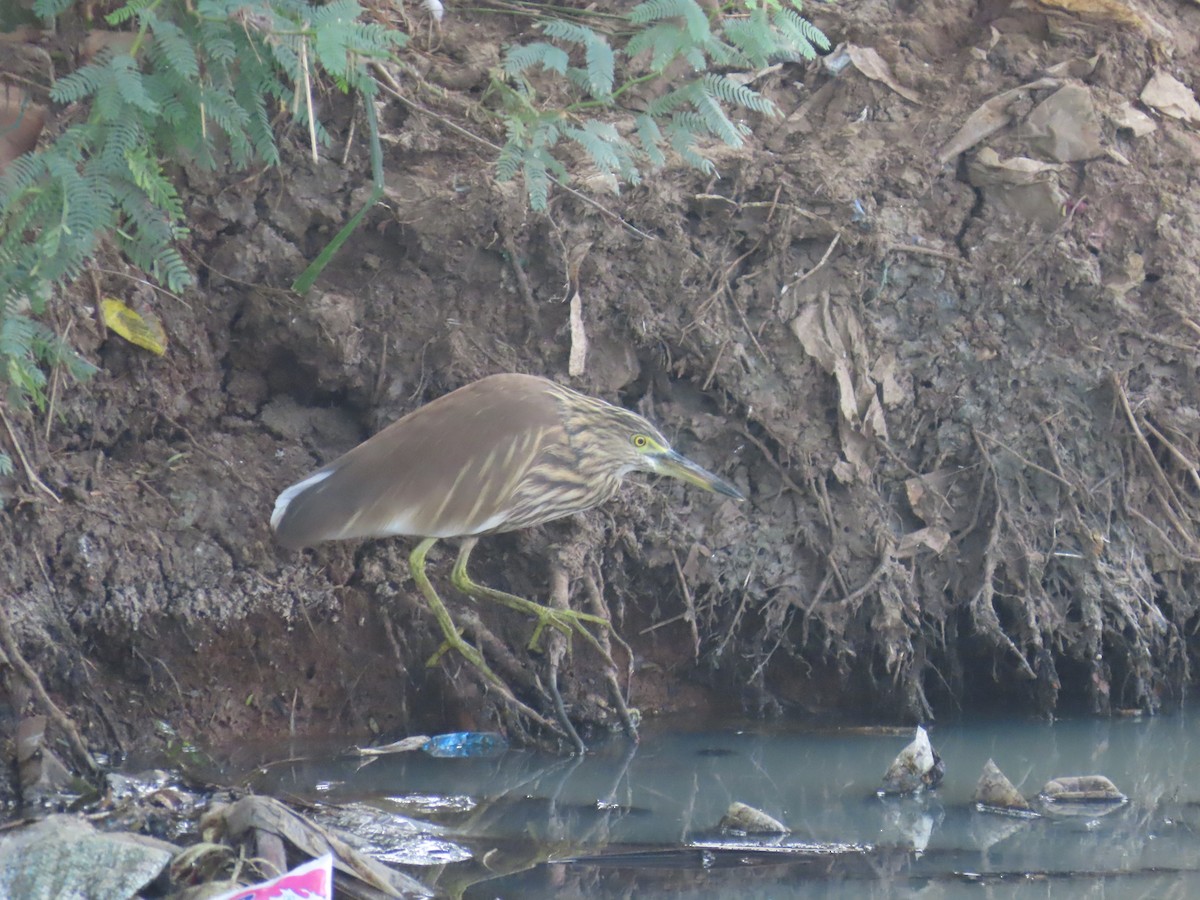 Indian Pond-Heron - ML647683067