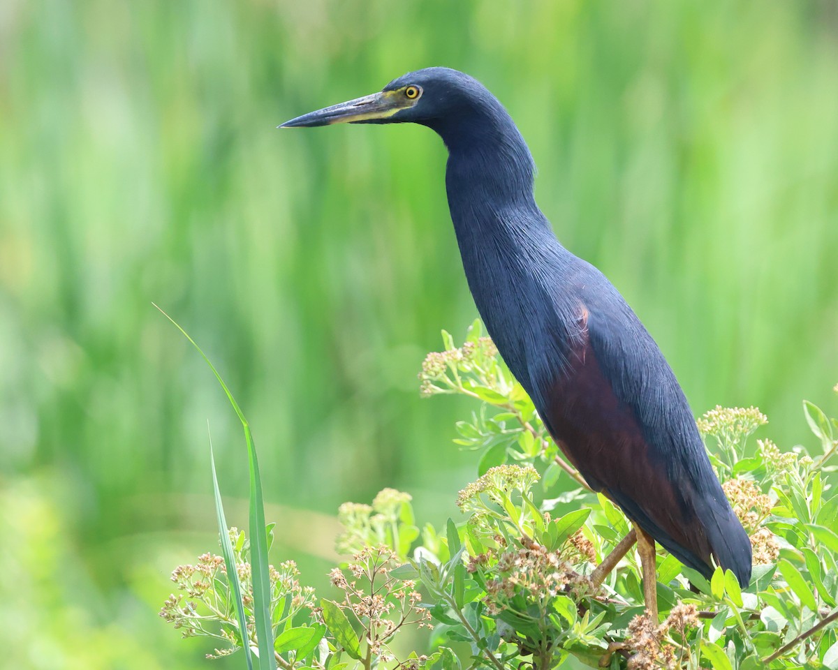 rustbukhegre - ML647683086