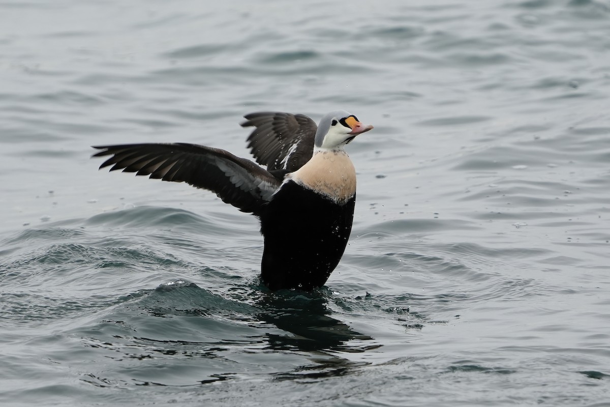 Гага-гребенушка - ML647683120