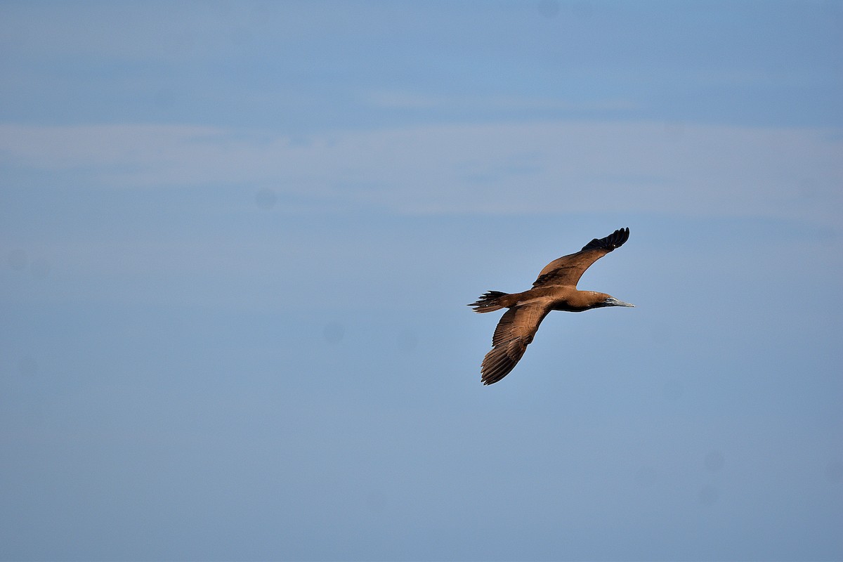 Cocos Booby - ML647683137