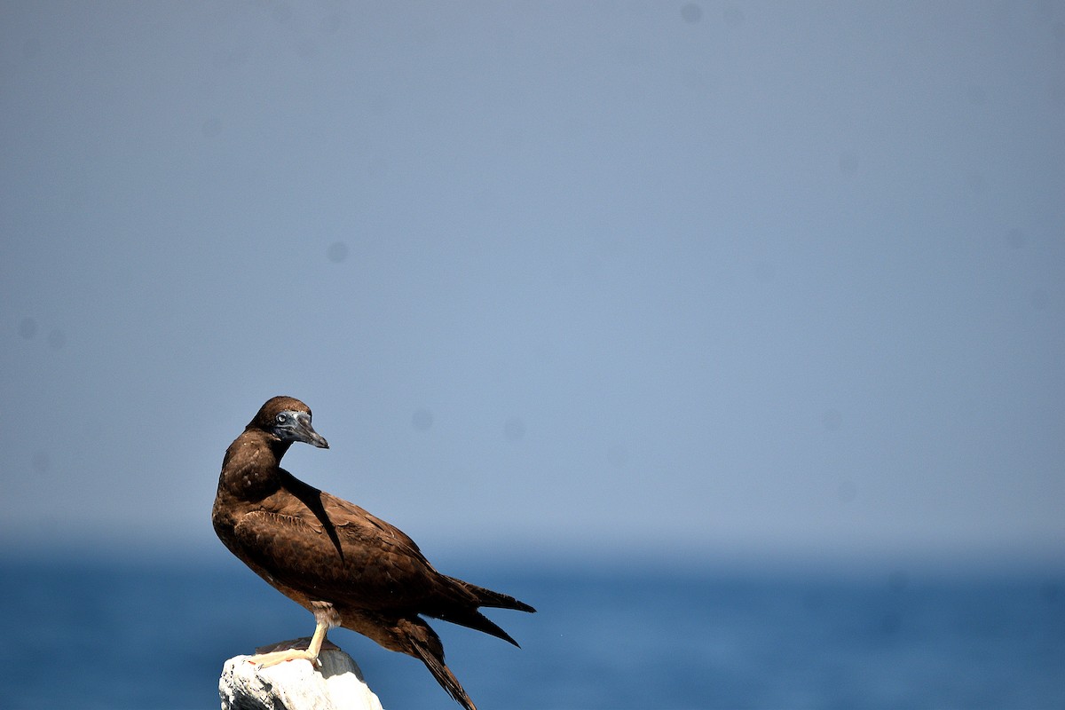 Cocos Booby - ML647683138