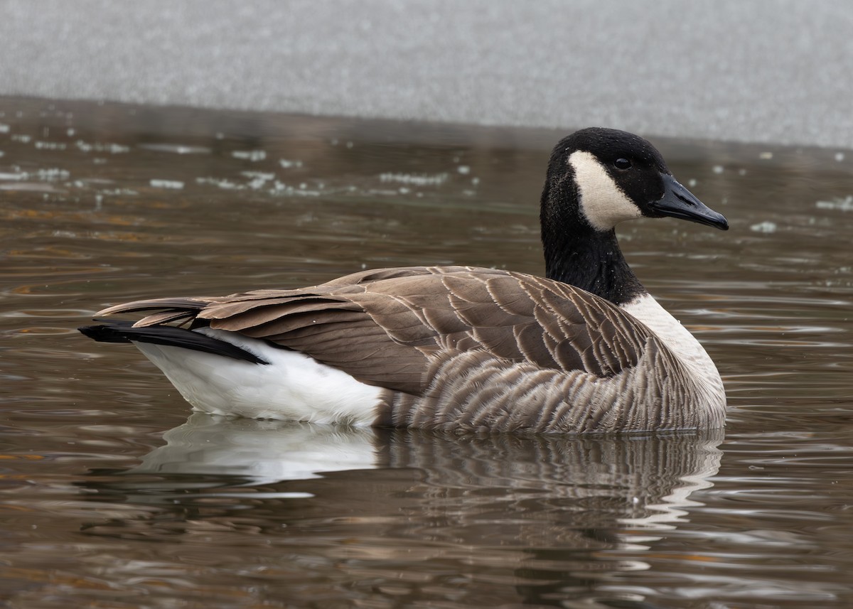 berneška velká - ML647683145