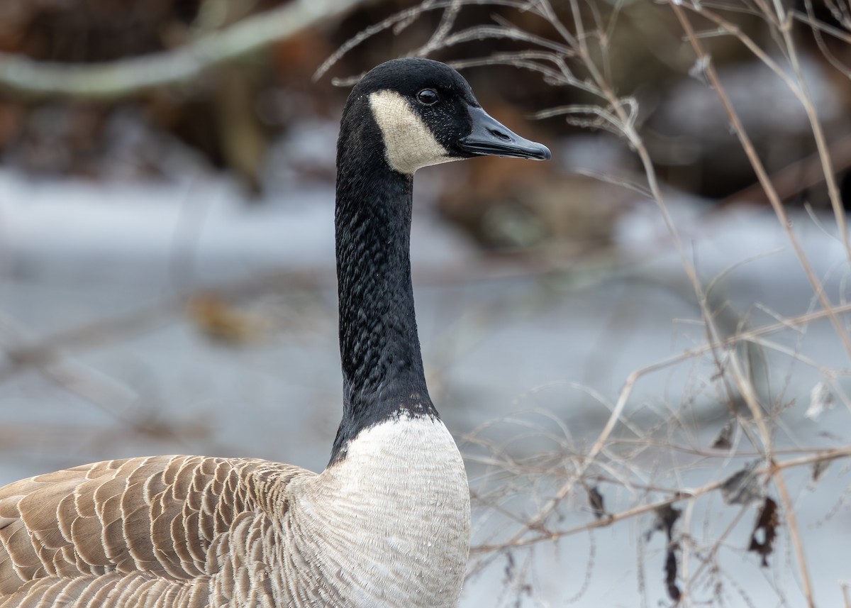 berneška velká - ML647683146