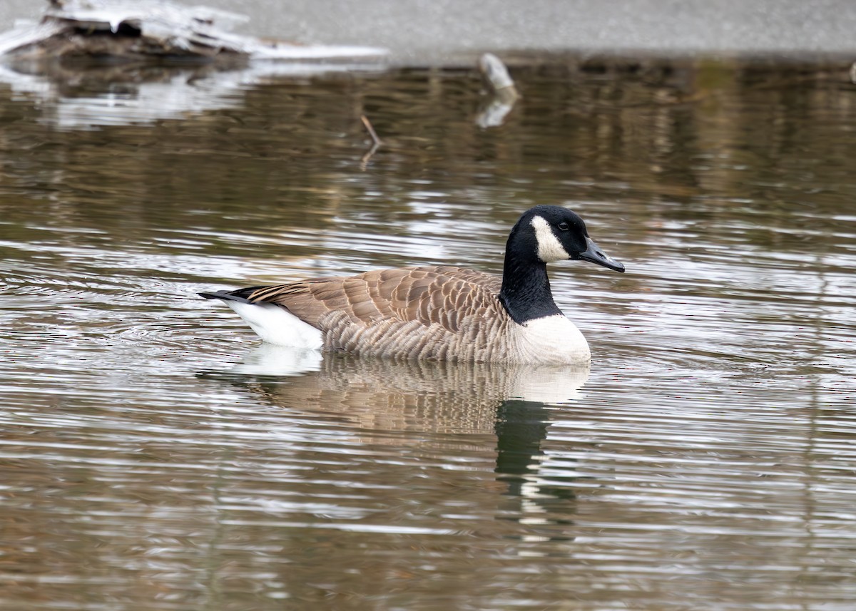 berneška velká - ML647683147