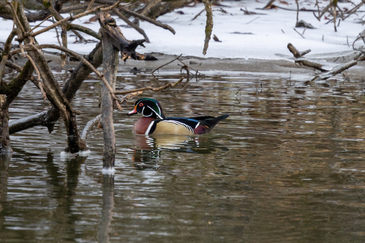 kachnička karolínská - ML647683151