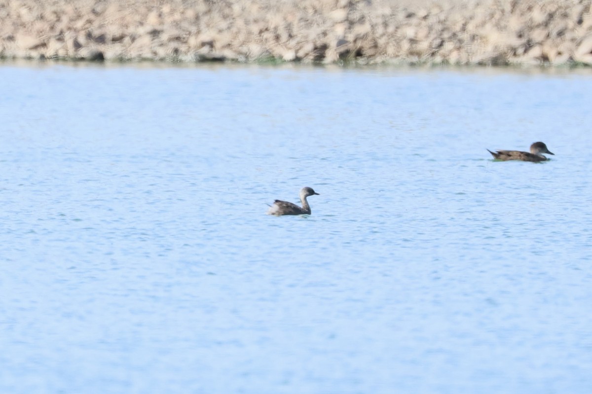 Zampullín Canoso - ML647683159