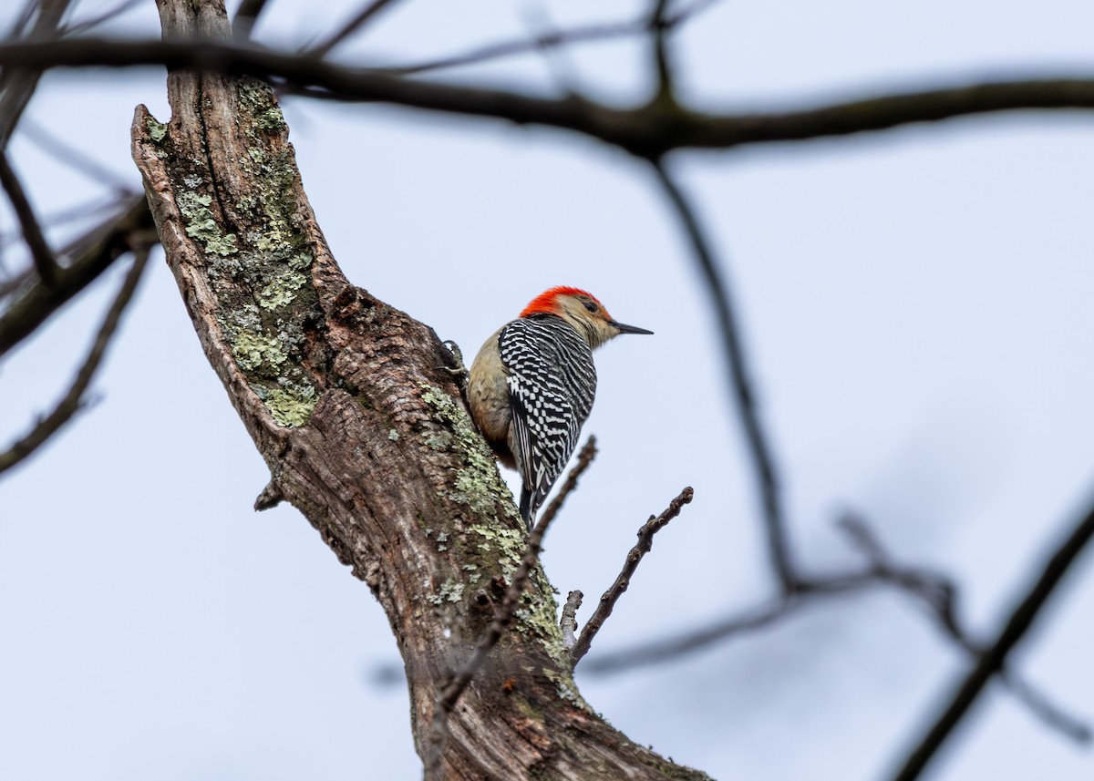 datel karolínský - ML647683163