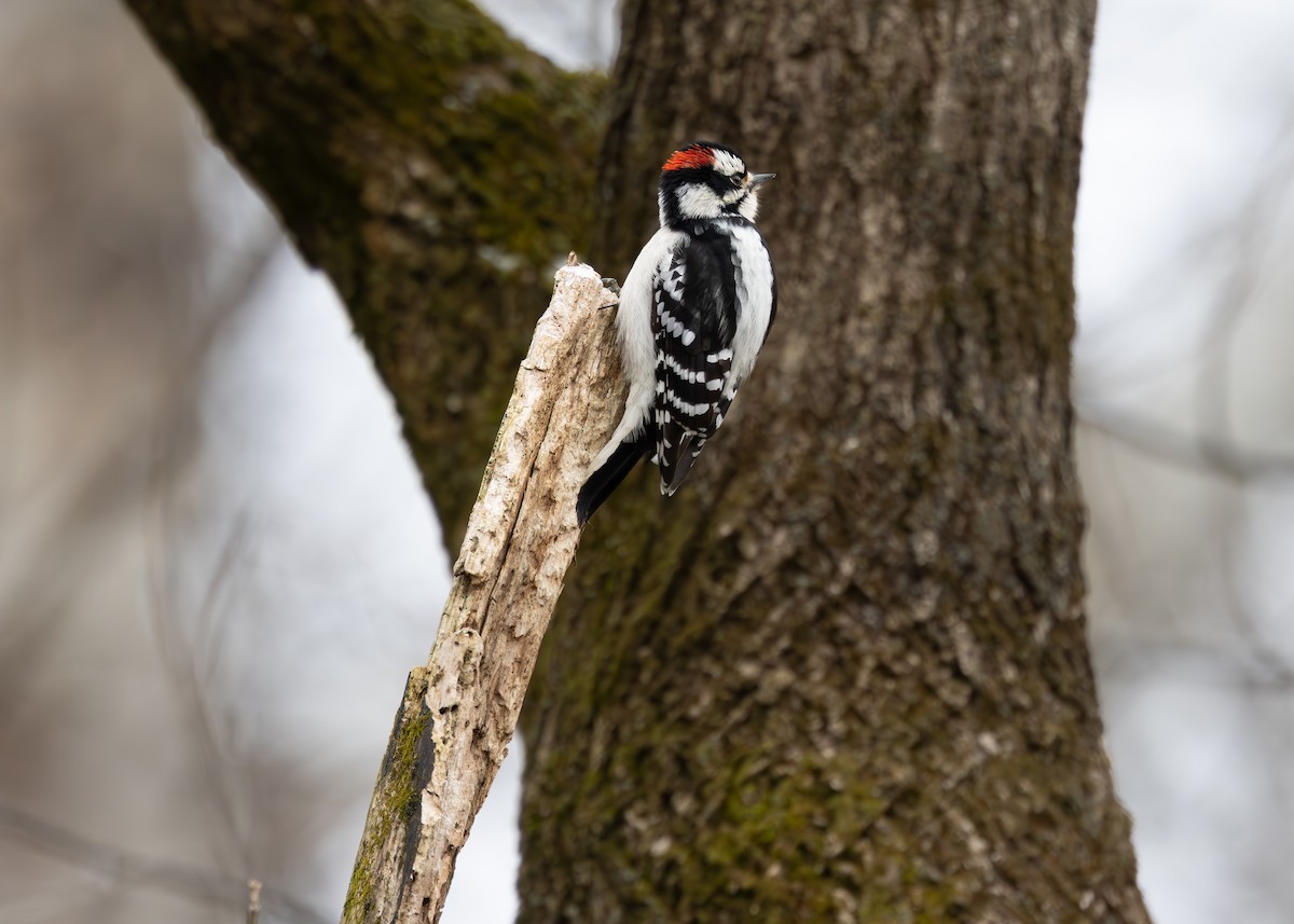 strakapoud osikový - ML647683174