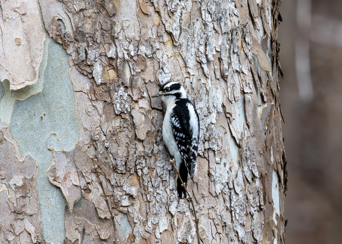 strakapoud osikový - ML647683175