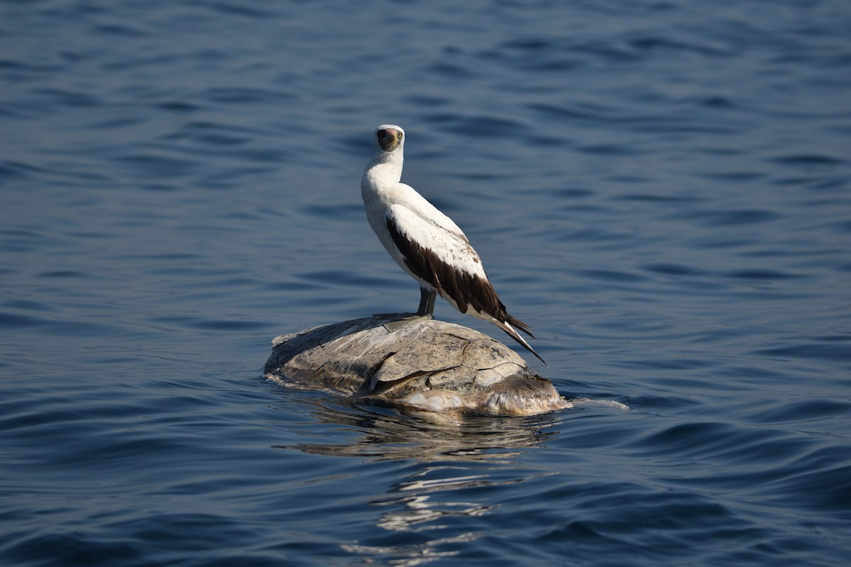 Nazca Booby - ML647683178