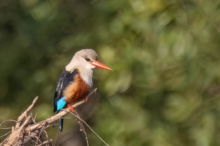Gray-headed Kingfisher - ML647683182
