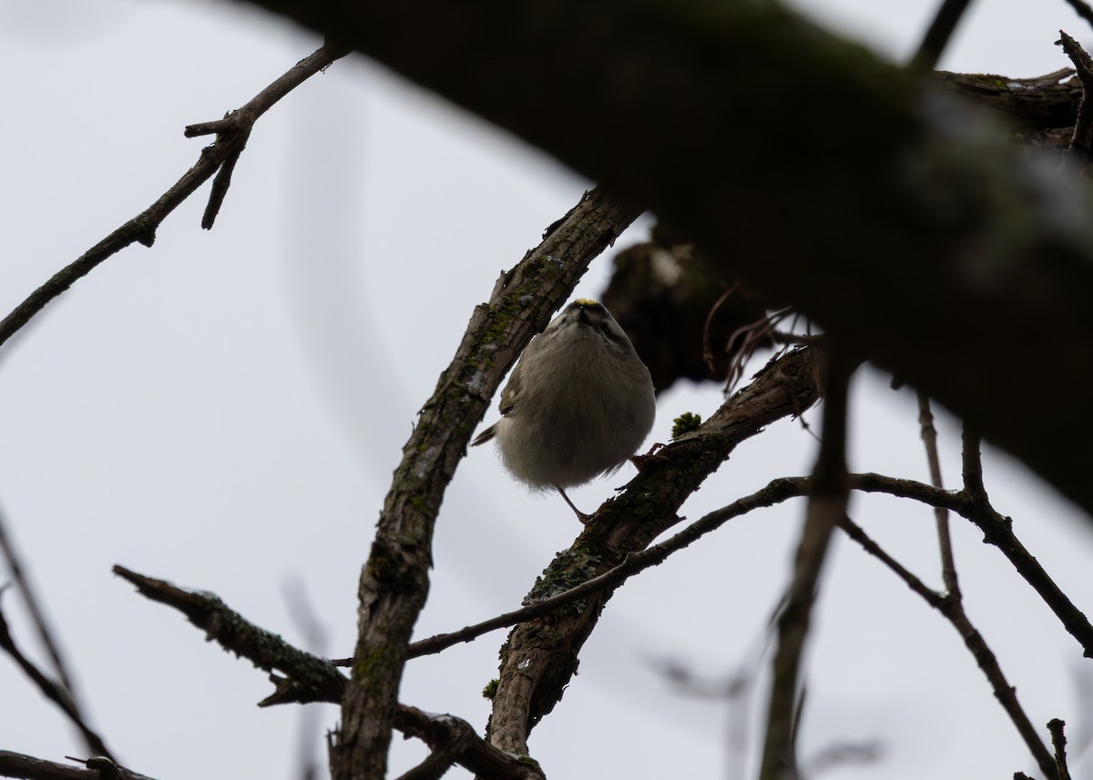 králíček zlatohlavý - ML647683189