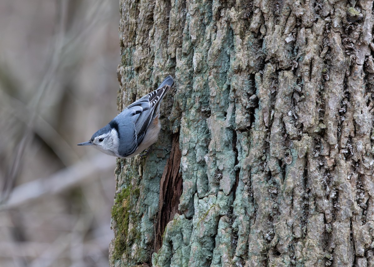 brhlík běloprsý - ML647683192