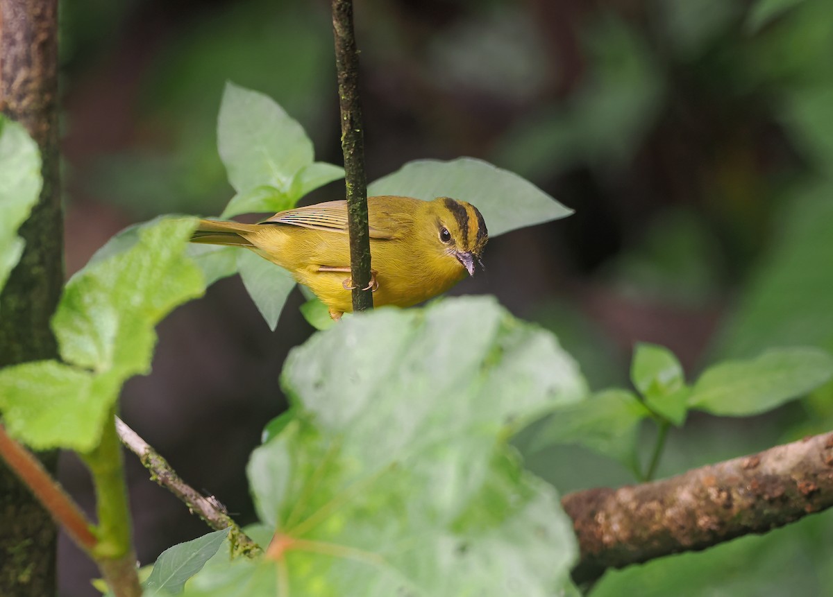 Chocówaldsänger - ML647683193