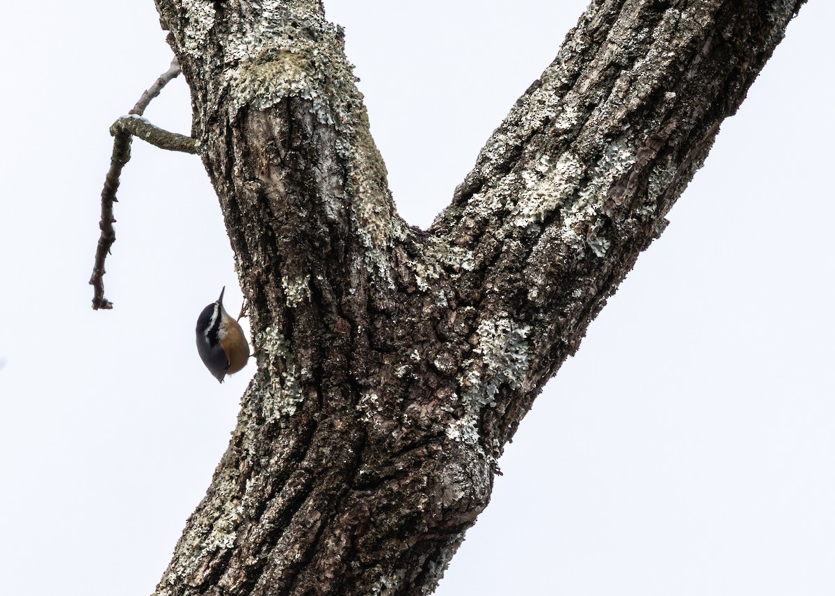 brhlík americký - ML647683195