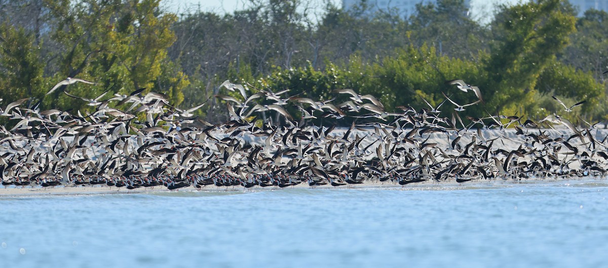 Amerikascherenschnabel - ML647683199