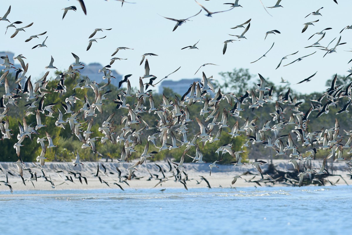 Black Skimmer - ML647683206