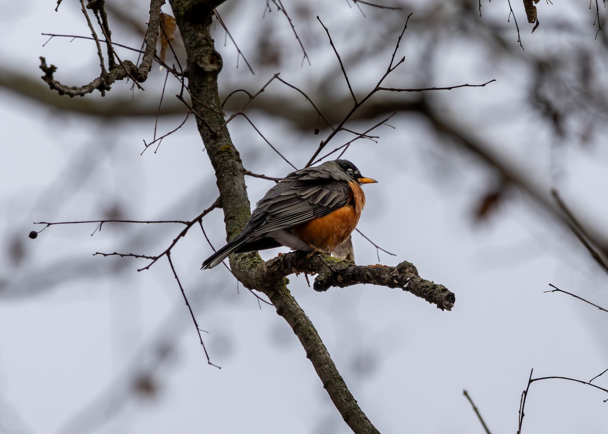 drozd stěhovavý - ML647683207