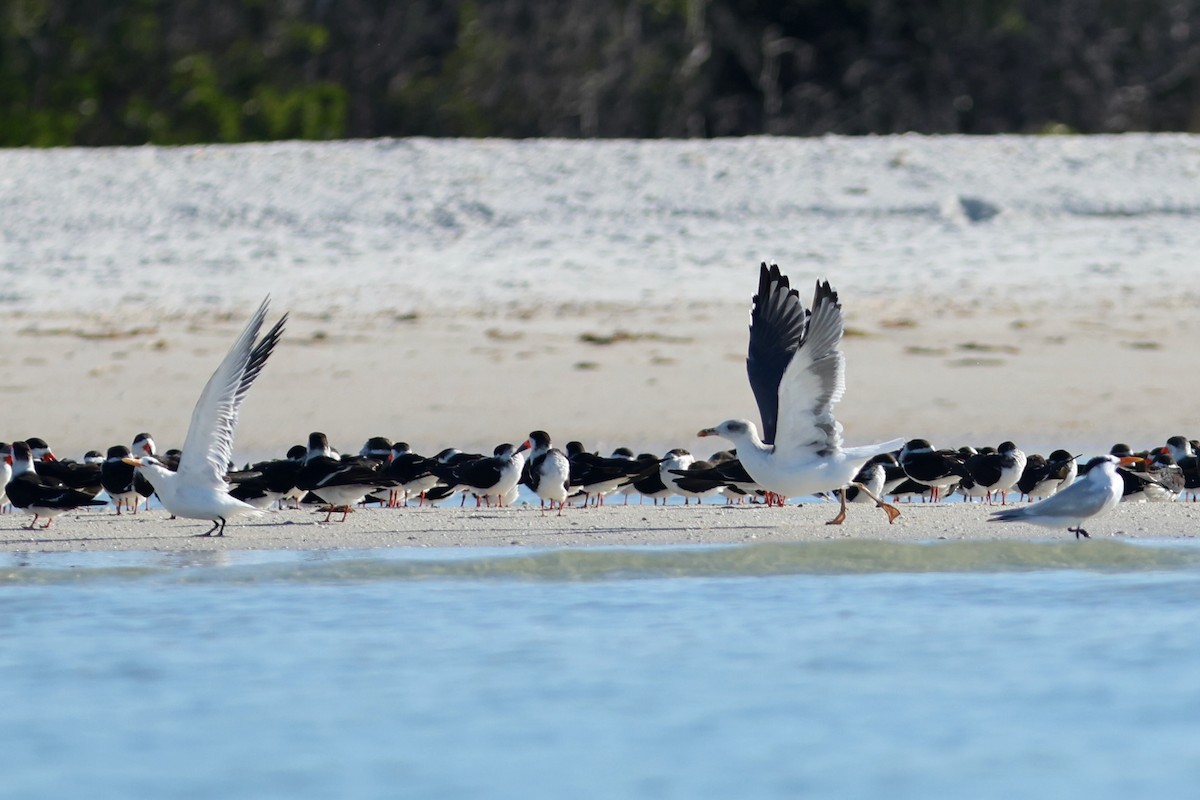 שחף שחור - ML647683208