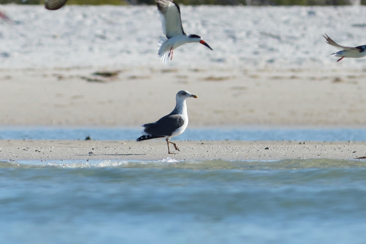 שחף שחור - ML647683209